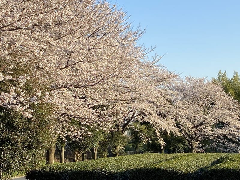 佐久間盛重(佐久間大学)