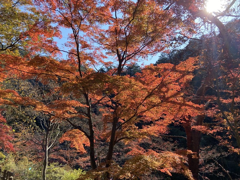 阿波局