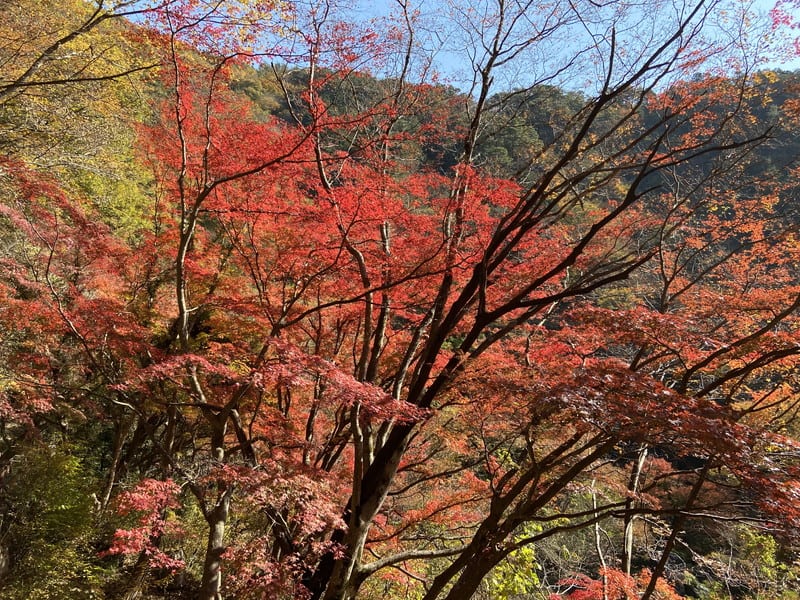 細川昭元